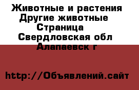 Животные и растения Другие животные - Страница 2 . Свердловская обл.,Алапаевск г.